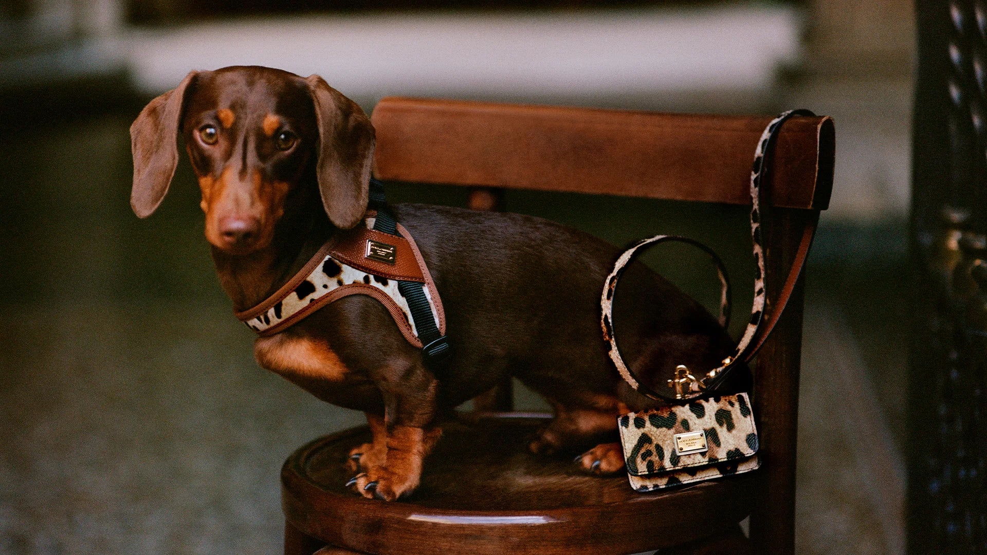 Dolce 
Gabbana Introduces An Exclusive New Addition For Dogs